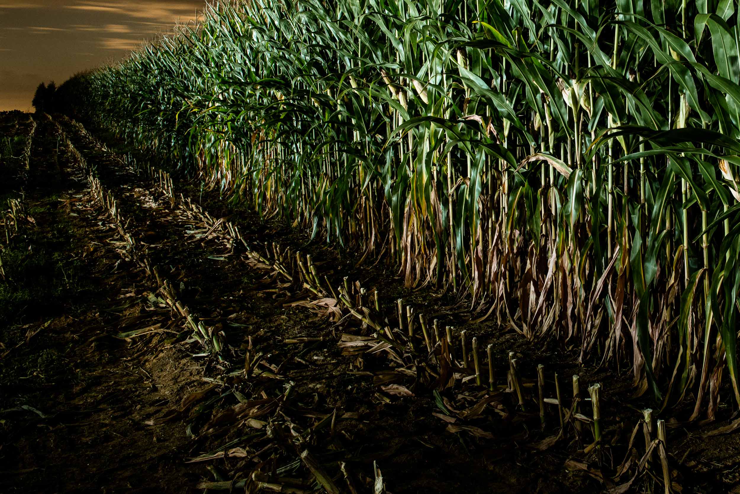 Night time exposures / corn field Annandale