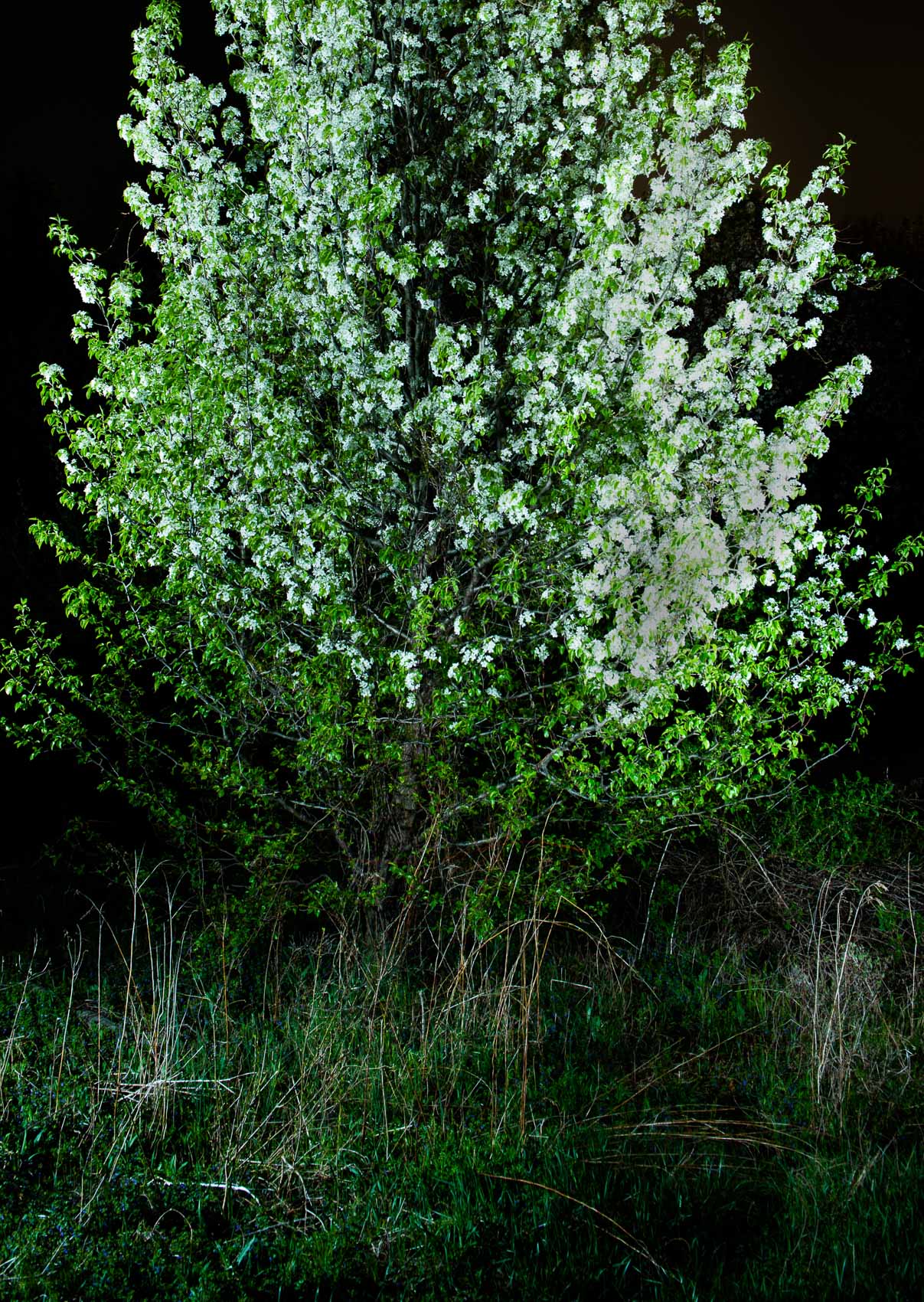 Pear tree in bloom NJ