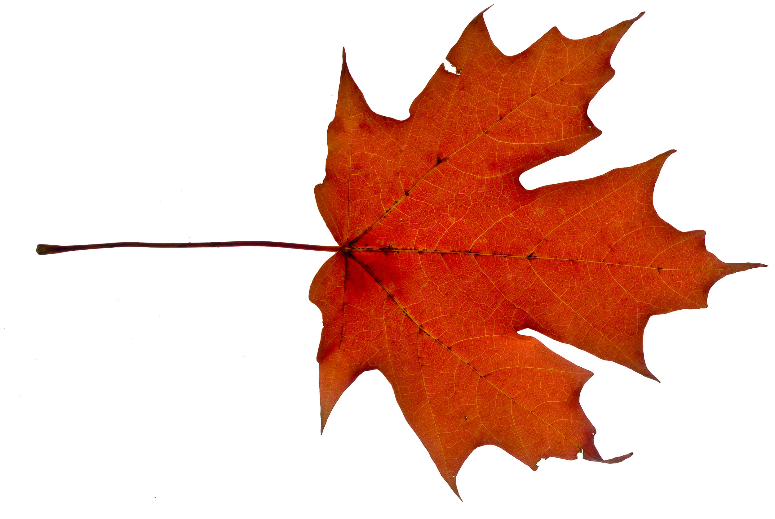 leaf photogram