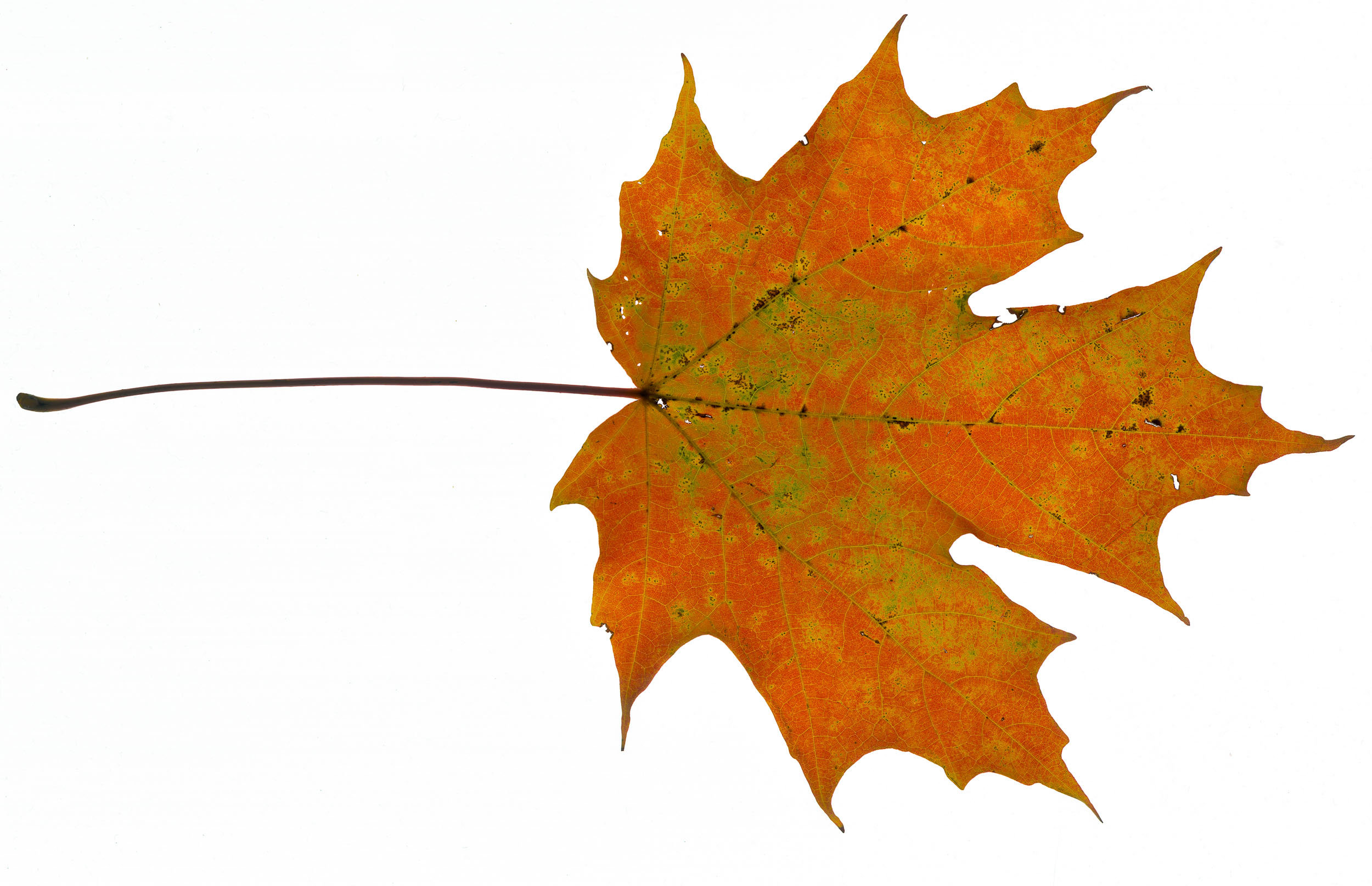leaf photogram