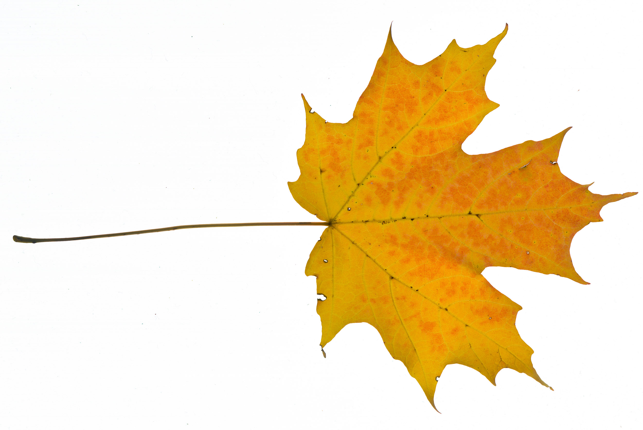 leaf photogram