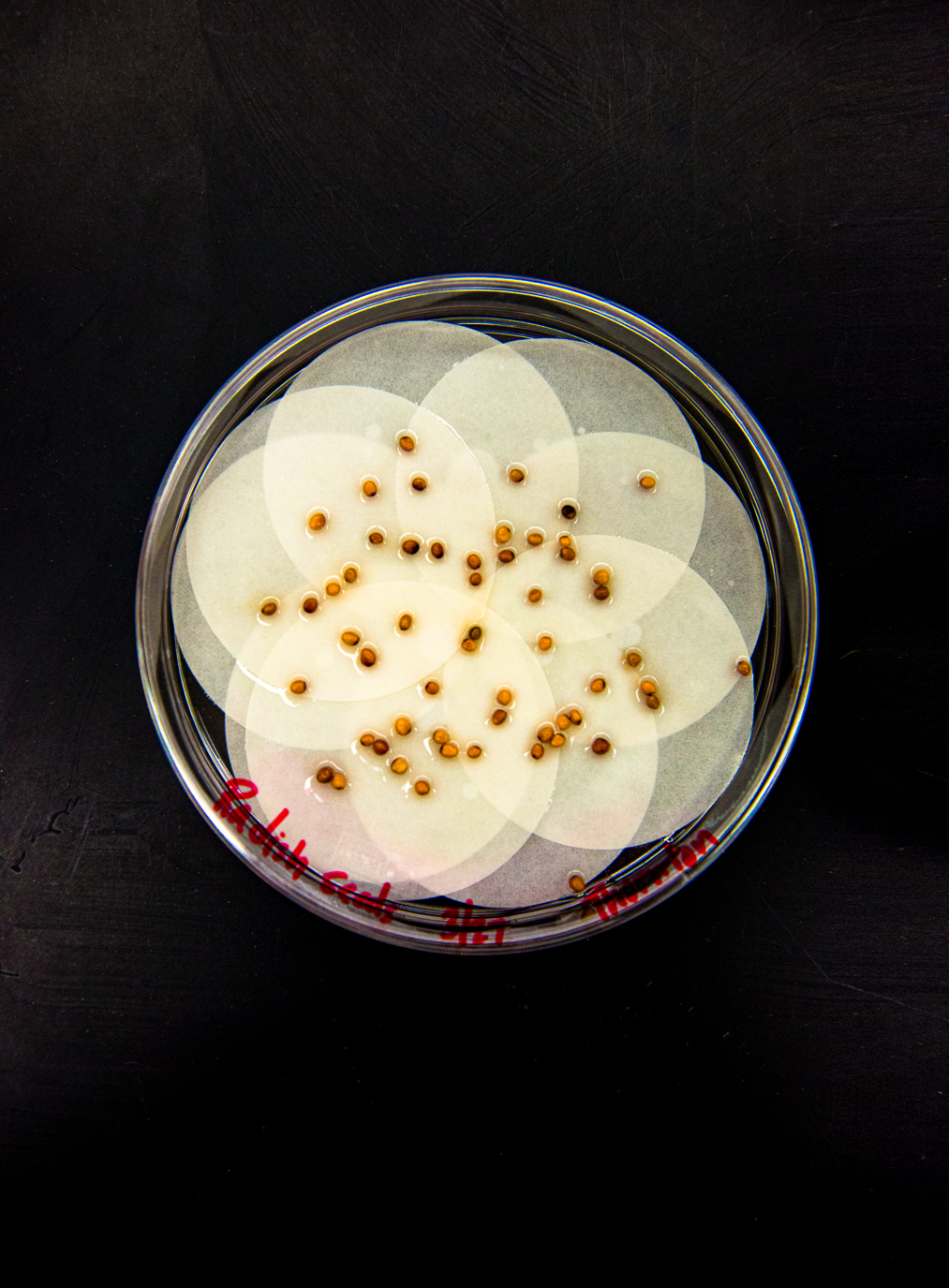 Genetics Lab at The College of New Jersey