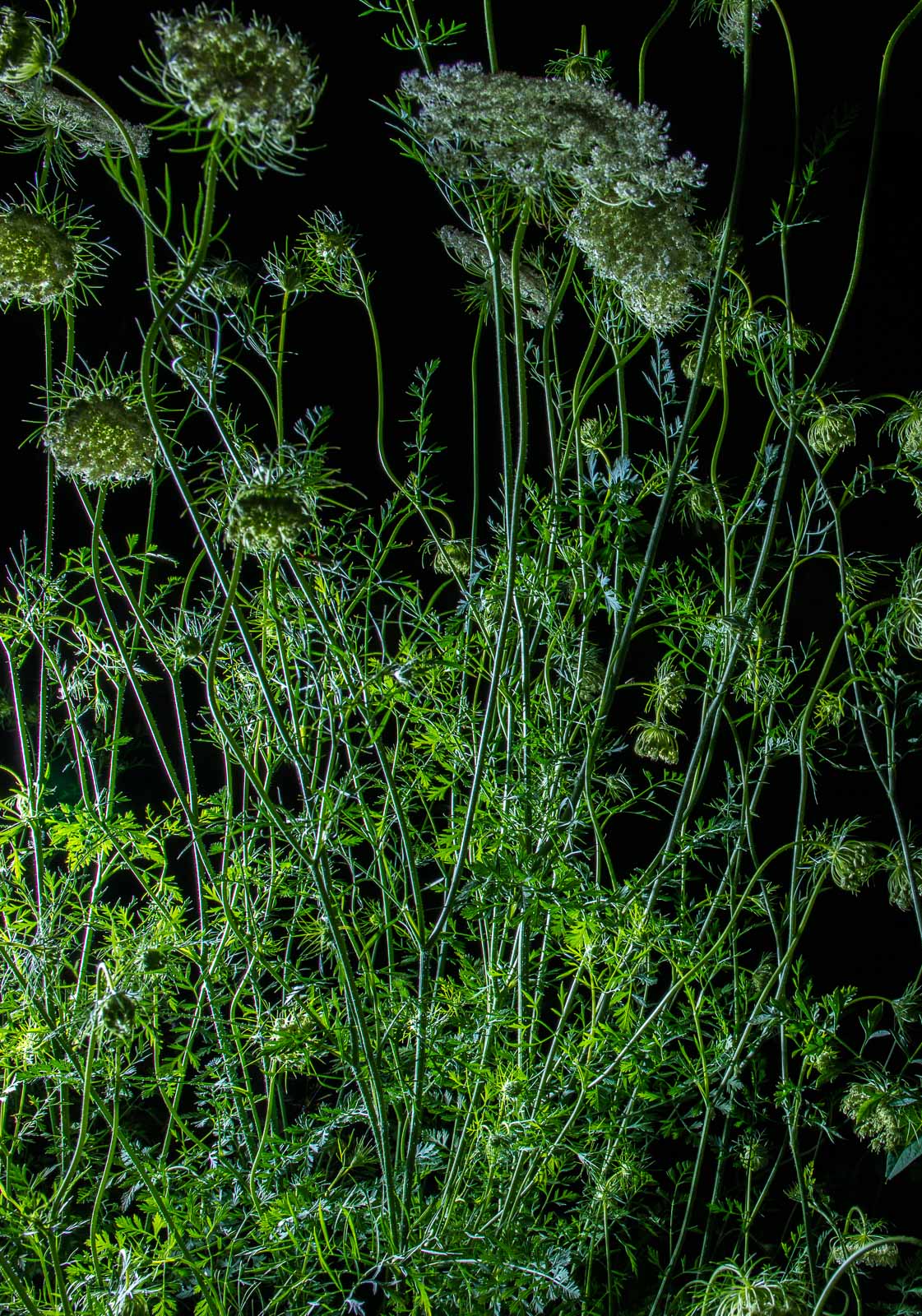 queen anne lace