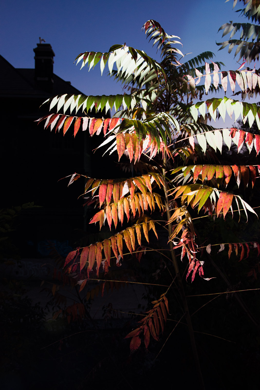 Sumac in Fall / Phillipsburg, NJ